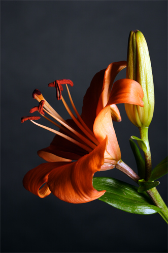 Lily